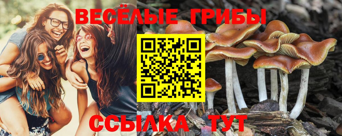 Галлюциногенные грибы Magic Shrooms Владивосток